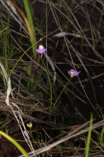 Utricularia warburgii Goebel 2