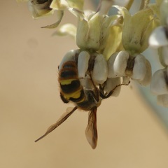 Xanthocampsomeris completa