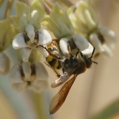 Xanthocampsomeris completa