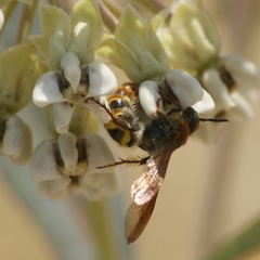 Xanthocampsomeris completa