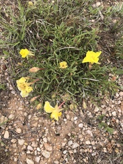 Oenothera lavandulifolia