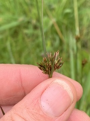 Juncus occidentalis