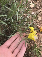 Oenothera lavandulifolia