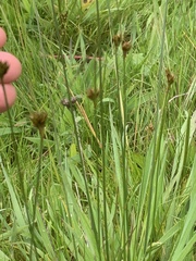 Juncus occidentalis