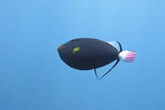 Melichthys vidua
