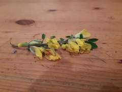 Chamaecytisus ratisbonensis