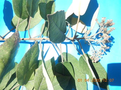 Cordia alliodora