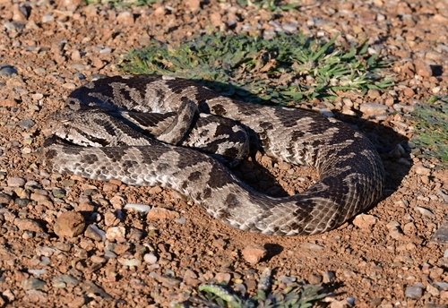 Ottoman Viper
