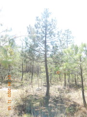 Pinus hartwegii