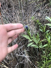 Amsonia ciliata texana