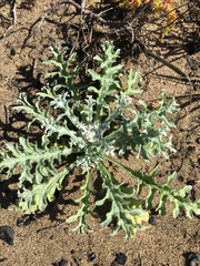 Lessingia germanorum