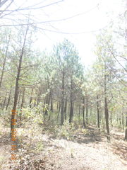 Pinus teocote
