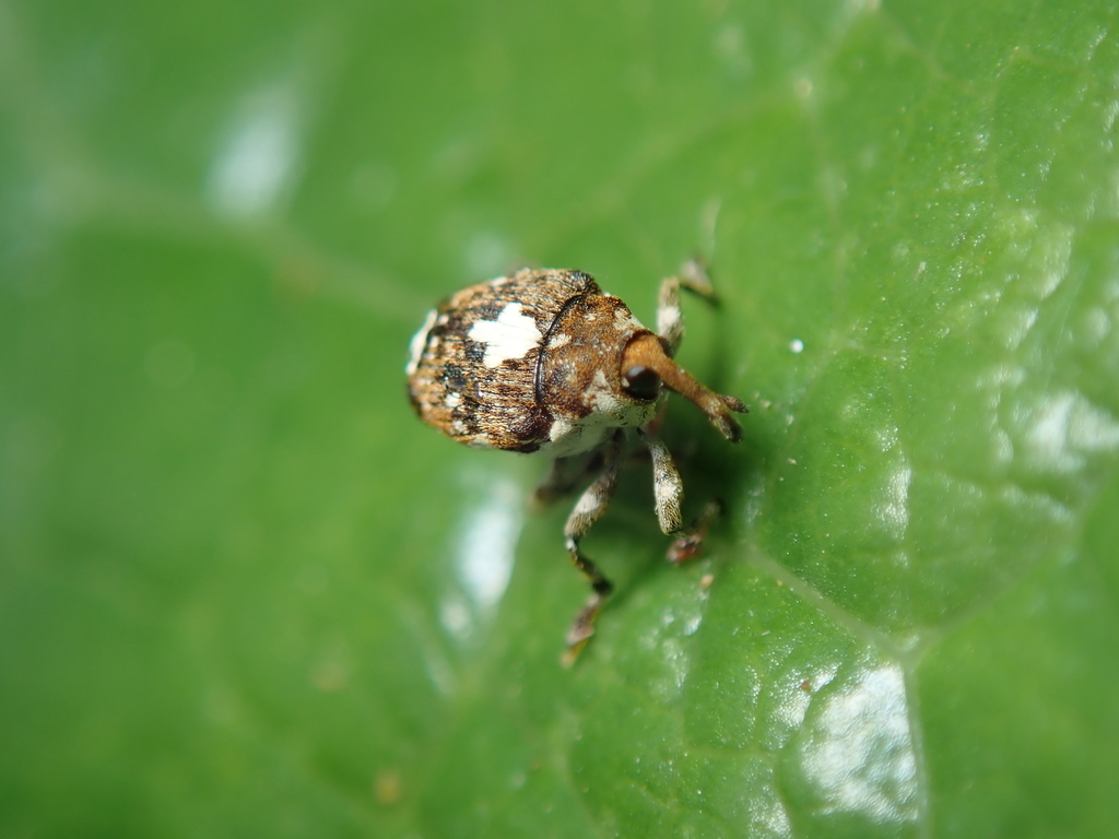 Mogulones peregrinus