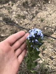 Amsonia ciliata texana