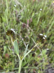 Plagiobothrys fulvus