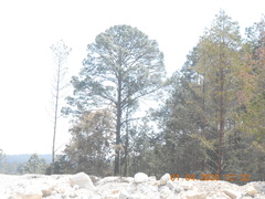Pinus montezumae