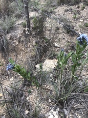 Amsonia ciliata texana