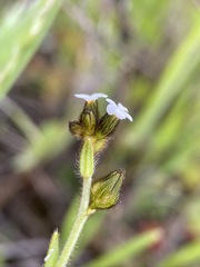 Plagiobothrys fulvus
