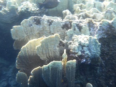 Millepora platyphylla