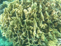 Millepora platyphylla