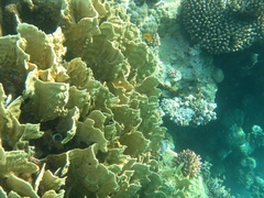 Millepora platyphylla
