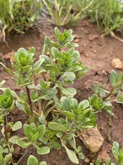 Pogogyne zizyphoroides