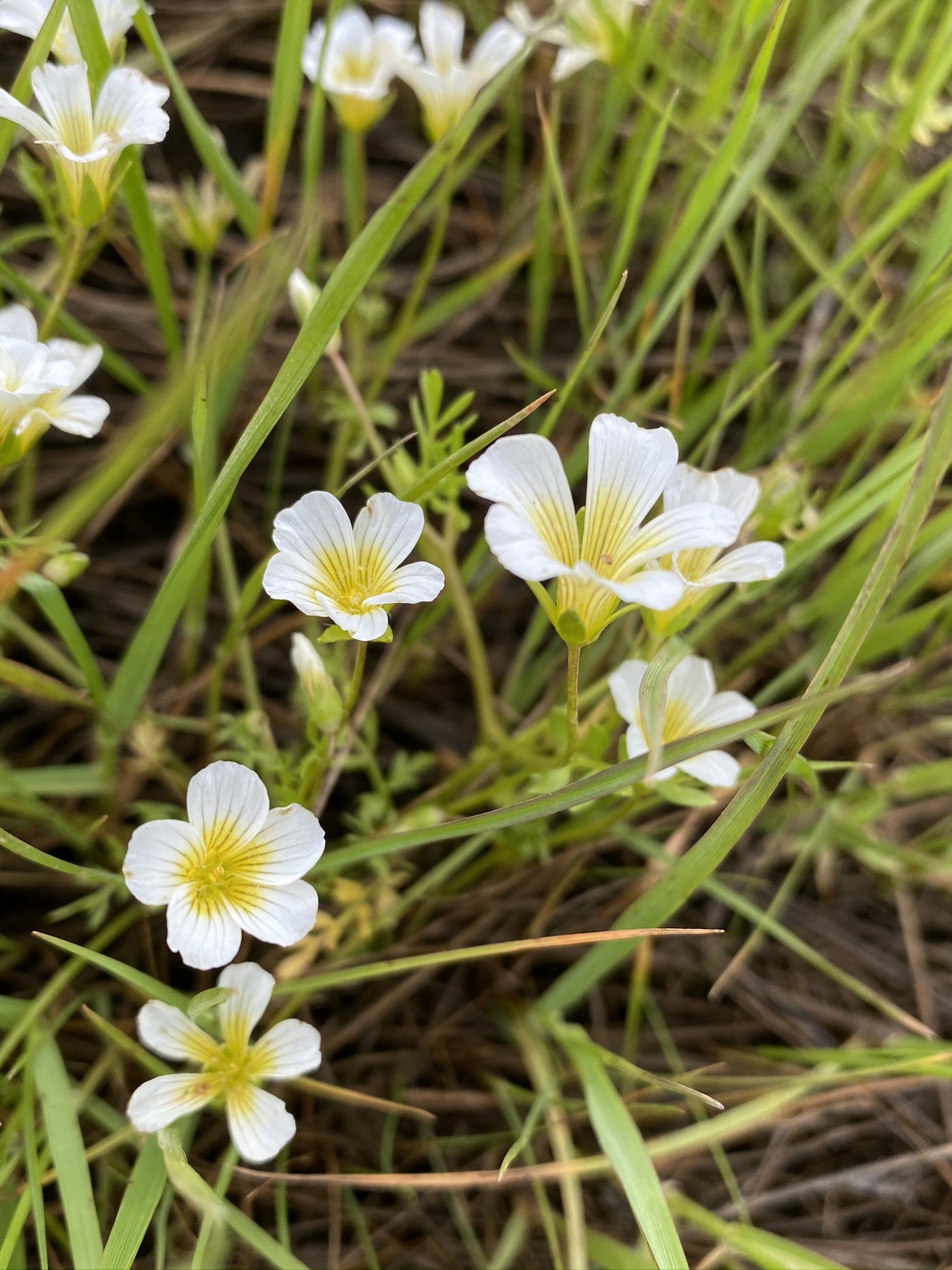 Limnanthes douglasii ssp. striata