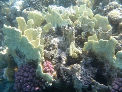 Millepora platyphylla