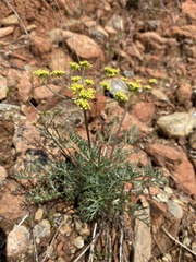 Lomatium congdonii
