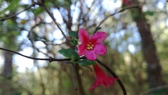Lonicera mexicana