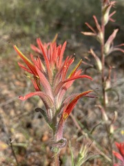 Castilleja subinclusa subinclusa