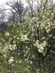 Prunus rivularis