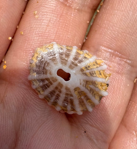 Fissurella nodosa, 2026-05-19