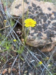 Leptosyne stillmanii