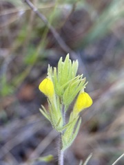 Castilleja tenuis
