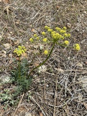 Lomatium congdonii