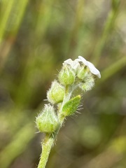 Plagiobothrys shastensis