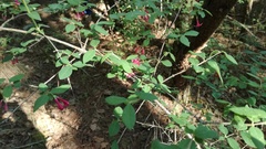 Lonicera mexicana