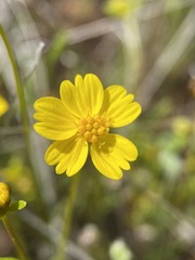 Leptosyne stillmanii