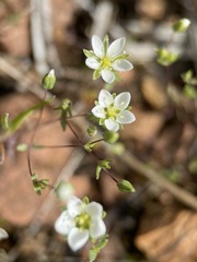 Sabulina californica