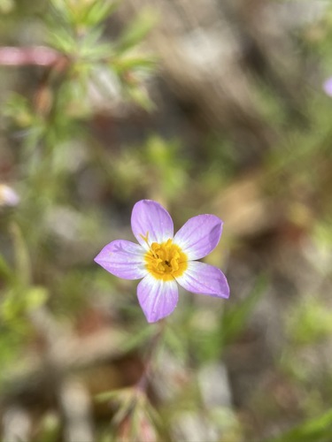 Image of Thread Linanthus (Leptosiphon filipes) by (c) Matt Berger, some rights reserved (CC BY)