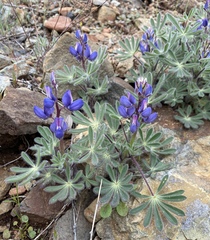 Lupinus spectabilis