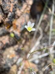 Sabulina douglasii