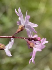 Lithophragma parviflorum