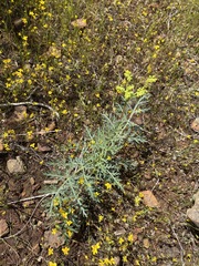 Lomatium congdonii