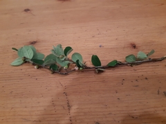 Cotoneaster integerrimus