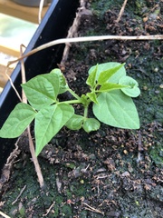Phaseolus vulgaris