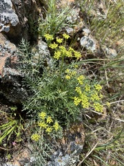 Lomatium congdonii