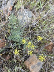 Lomatium congdonii