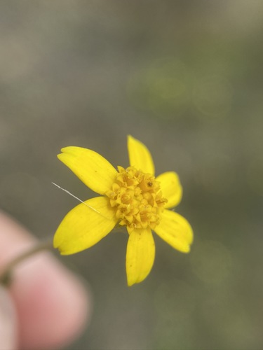 Image of Pseudobahia bahiifolia by (c) Matt Berger, some rights reserved (CC BY)